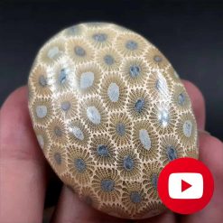Super Realistic Petoskey stone imitation #27031